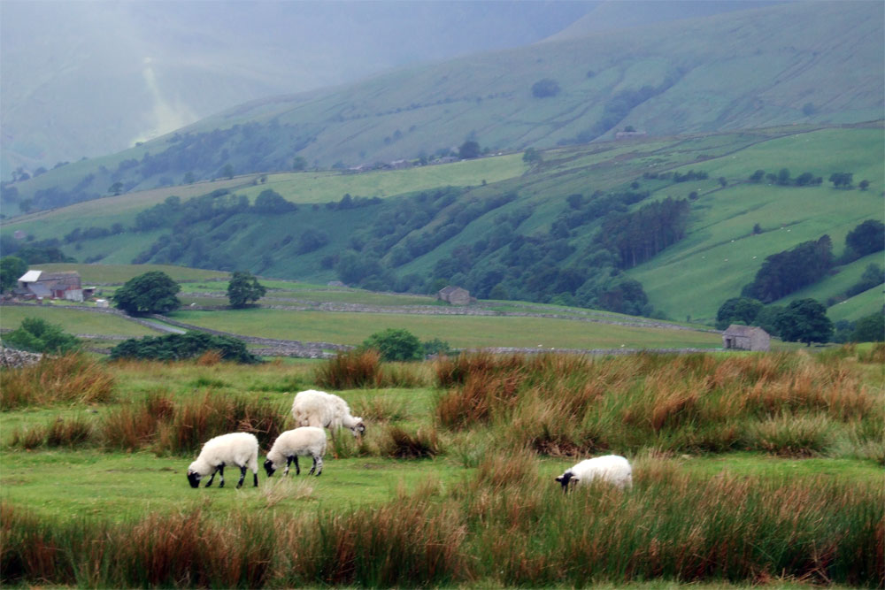 sheep on hills near ravenstonedale